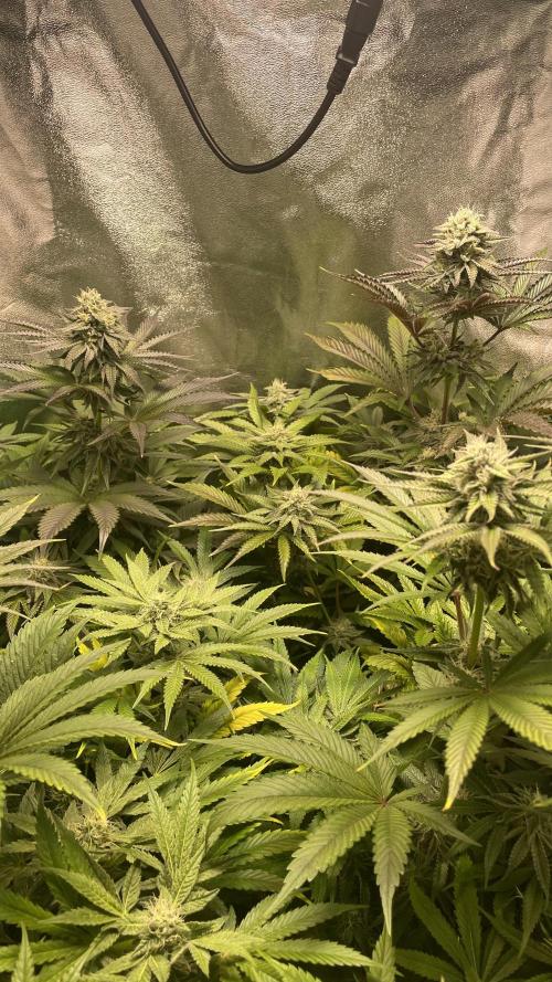 4x Original Oreoz x Greenception gcx4. Week 9