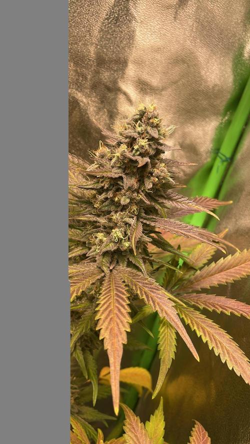 4x Original Oreoz x Greenception gcx4. Week 9