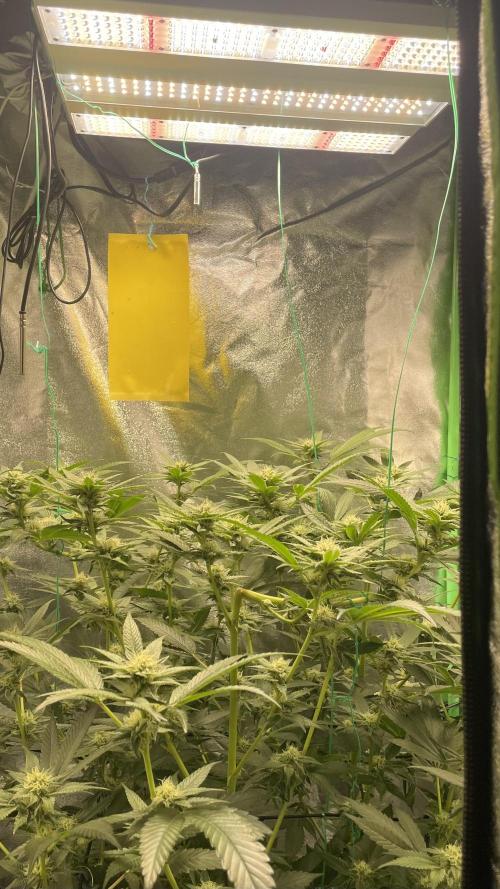 Viparspectra xs1500 pro @ Bruce Banner 3. Week 9 - Set xs1500pro to 90% power and Watered with 2.5 liter great mol @viparspectra 