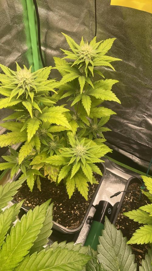 4x Original Oreoz x Greenception gcx4. Week 3 - meine 4 way special cal mag mangel habe dazugelernt unter LED 