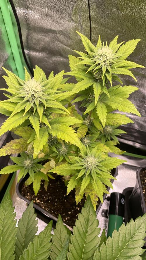 4x Original Oreoz x Greenception gcx4. Week 5 - meine vorherigen die leider sehr wenig abwarfen