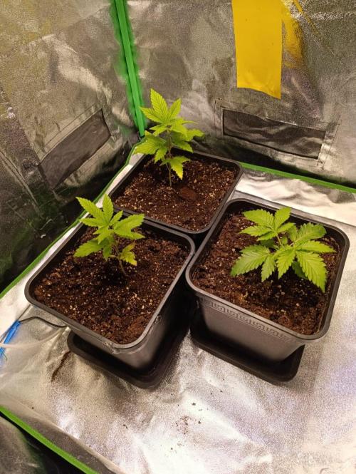 4x Original Oreoz x Greenception gcx4. Week 5 - 4way special aus dem vorherigen run die waren sehr widerspenstig