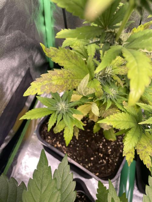 4x Original Oreoz x Greenception gcx4. Week 9 - die standen vorher drin ich habe sie frühzeitig geerntet zuviel mängel