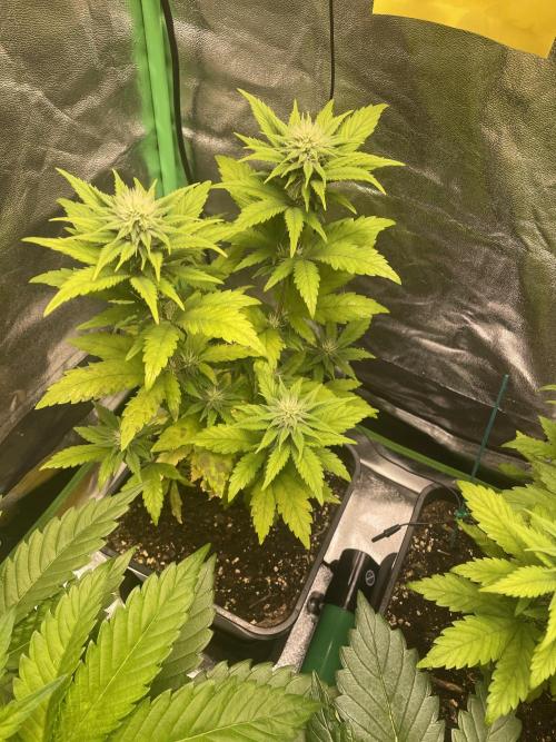 4x Original Oreoz x Greenception gcx4. Week 9 - sie wurde auch getoppt aber hat es nicht sehr gut verkraftet