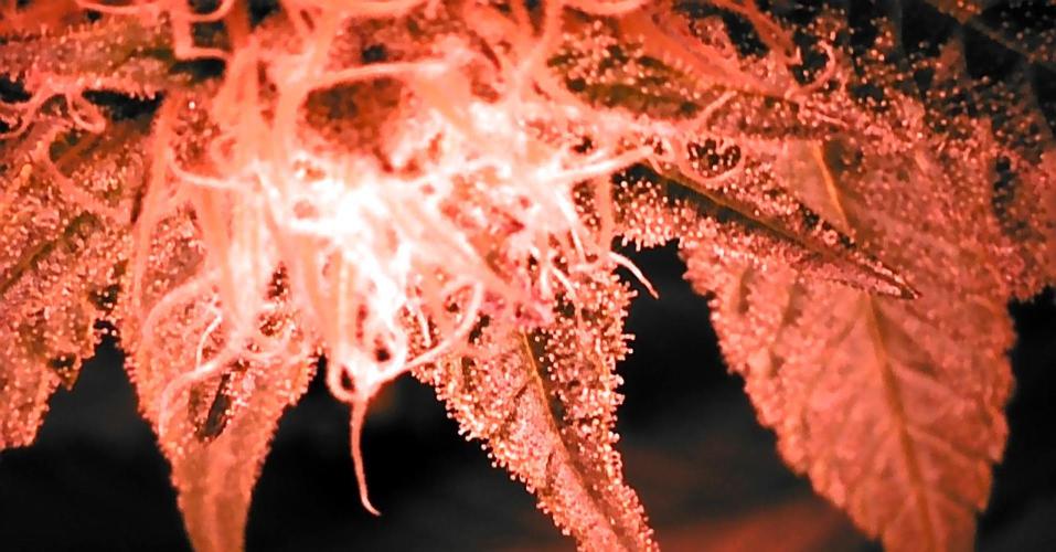 Viparspectra xs1500 pro @ Bruce Banner 3. Week 9