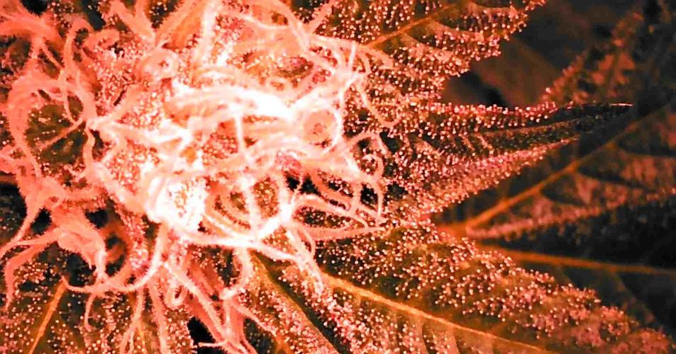 Viparspectra xs1500 pro @ Bruce Banner 3. Week 9