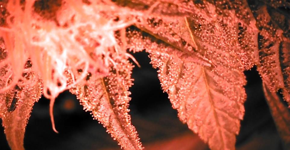 Viparspectra xs1500 pro @ Bruce Banner 3. Week 9