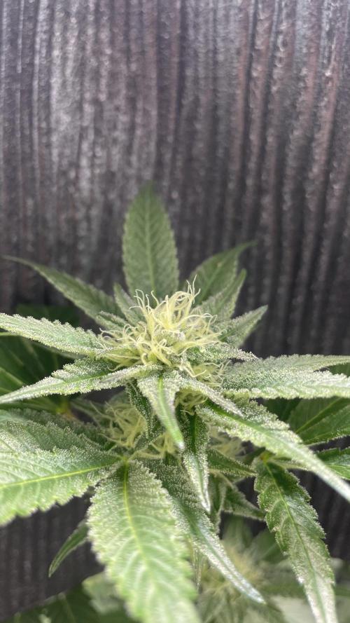 Viparspectra xs1500 pro @ Bruce Banner 3. Week 8 - 32. day in flower