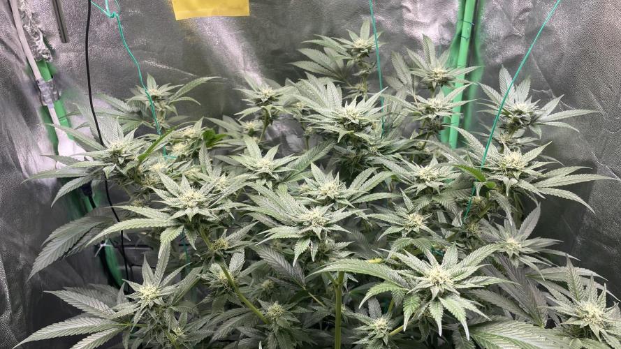 Viparspectra xs1500 pro @ Bruce Banner 3. Week 8 - 32. day in flower