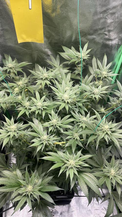 Viparspectra xs1500 pro @ Bruce Banner 3. Week 8 - 32. day in flower