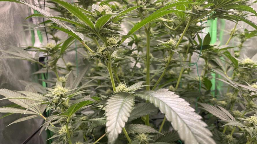 Viparspectra xs1500 pro @ Bruce Banner 3. Week 8