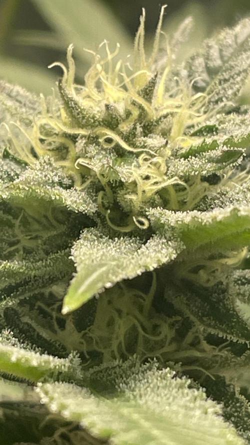 Bruce Banner 3.0 - Dark Horse Genetics. Week 9 - Start @ week 6