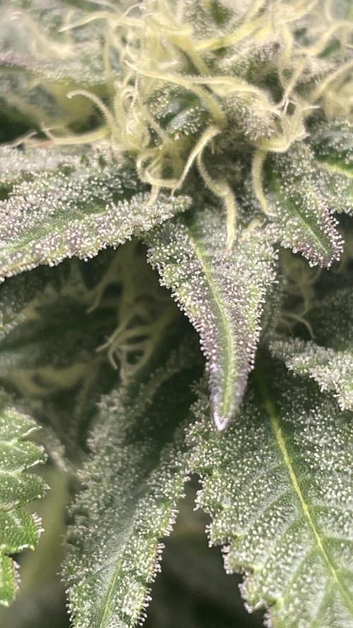 Bruce Banner 3.0 - Dark Horse Genetics. Week 9 - High octane 