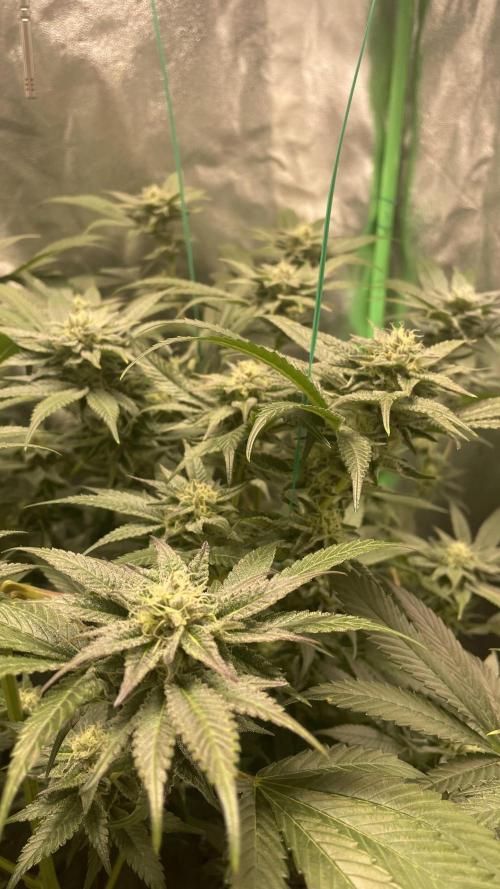 Bruce Banner 3.0 - Dark Horse Genetics. Week 10