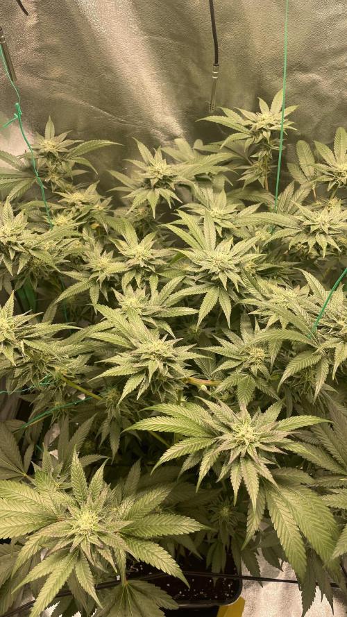 Bruce Banner 3.0 - Dark Horse Genetics. Week 10