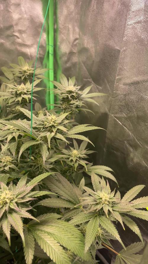 Bruce Banner 3.0 - Dark Horse Genetics