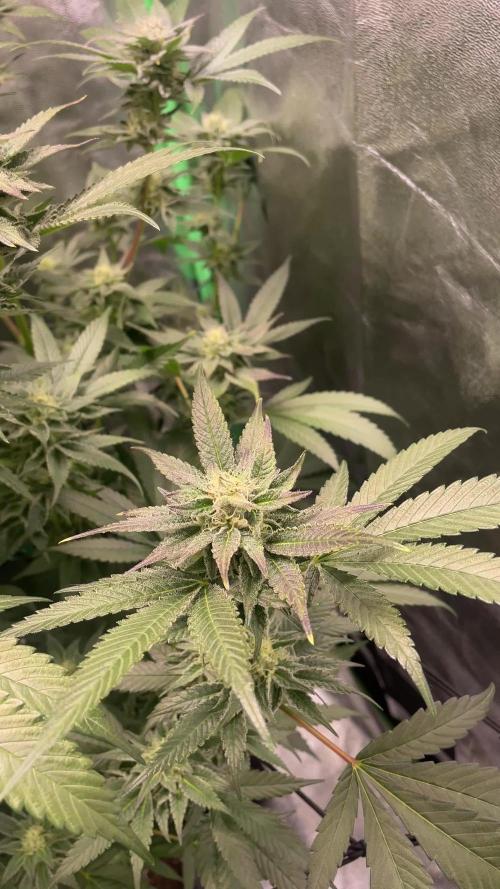 Bruce Banner 3.0 - Dark Horse Genetics