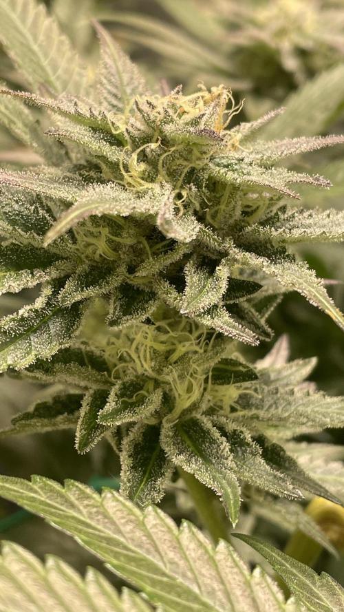 Bruce Banner 3.0 - Dark Horse Genetics. Week 10