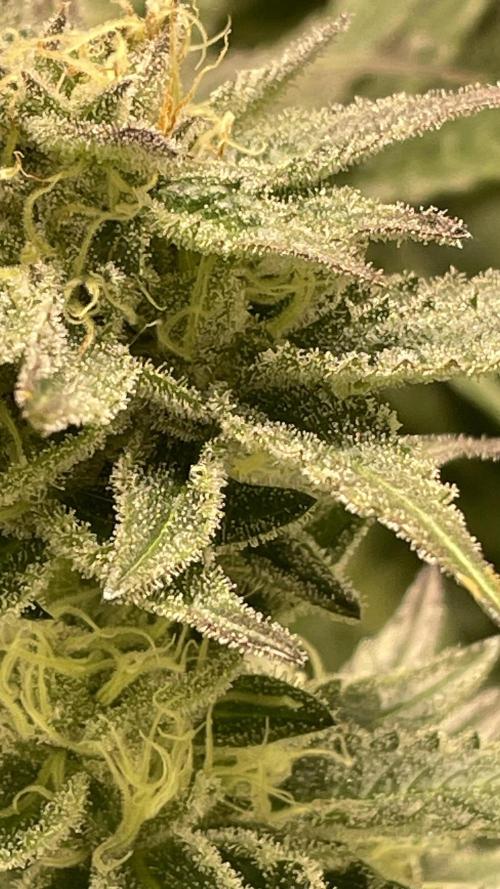 Bruce Banner 3.0 - Dark Horse Genetics. Week 10