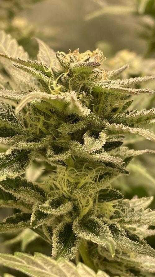 Bruce Banner 3.0 - Dark Horse Genetics. Week 10 - Very sticky 👀🌱