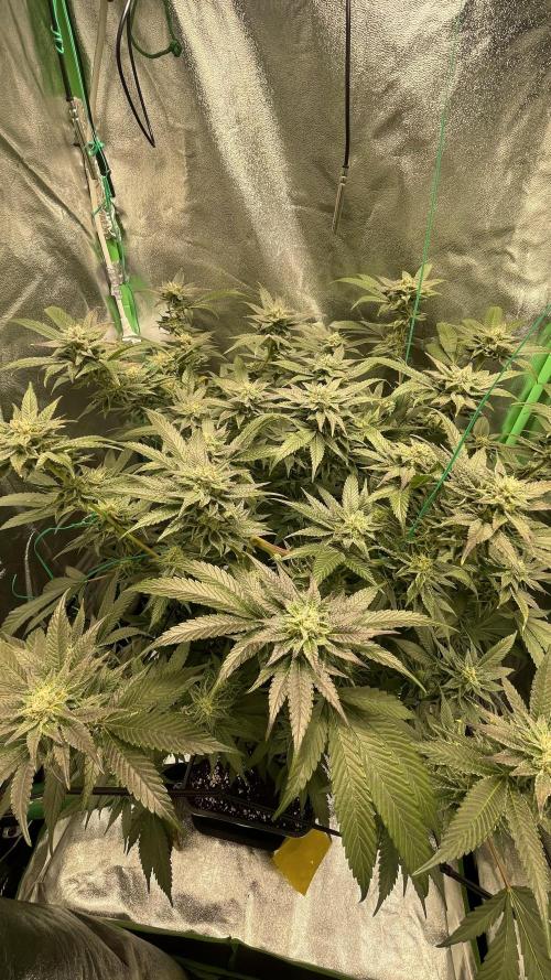 Bruce Banner 3.0 - Dark Horse Genetics. Week 10 - Distance to plant : 42cm
Mol : 800 in middle , 600@sidebuds
Feeding @ 6.3 ph 
