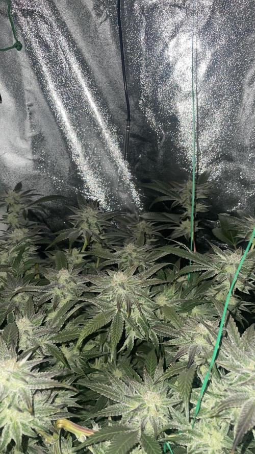 Bruce Banner 3 -Dark Horse-SUPERCROPPED. Week 10 - Bruce getting very frosty