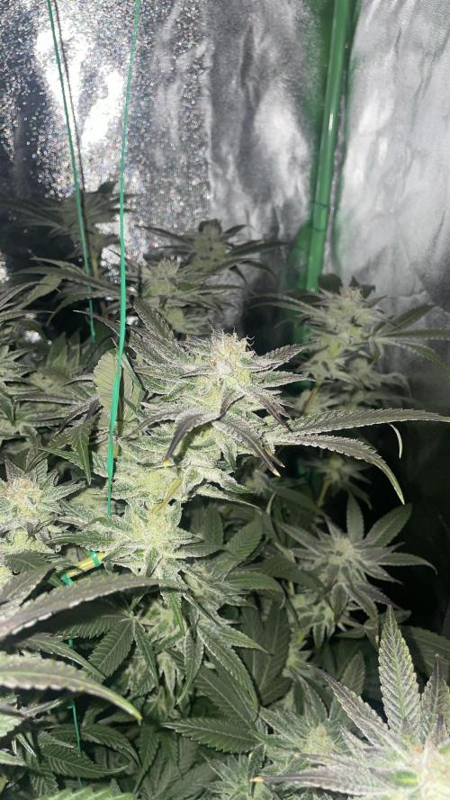 Bruce Banner 3 -Dark Horse-SUPERCROPPED. Week 10