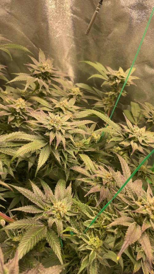 Bruce Banner 3 -Dark Horse-SUPERCROPPED