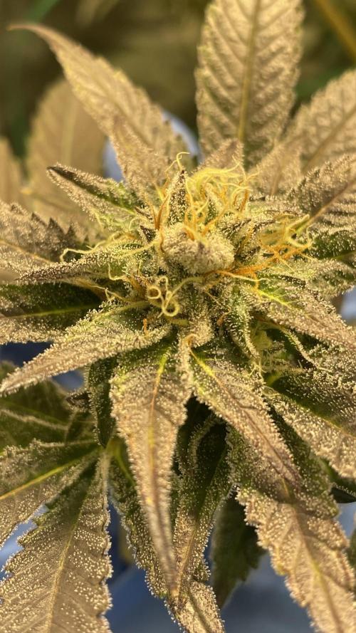 Bruce Banner 3 -Dark Horse-SUPERCROPPED. Week 11