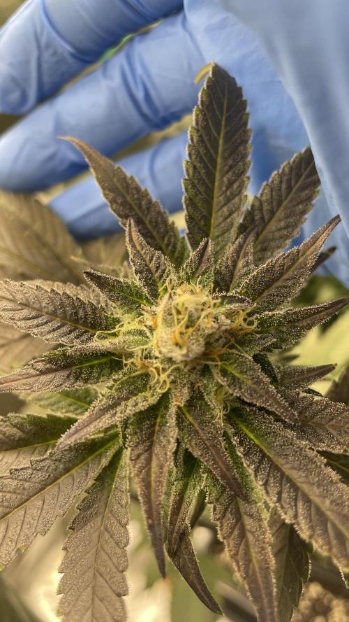 Bruce Banner 3 -Dark Horse-SUPERCROPPED. Week 11