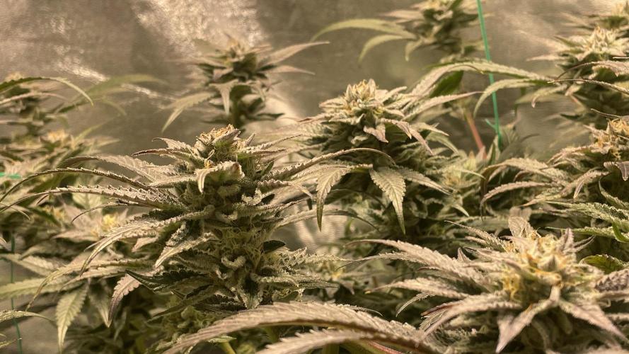 Bruce Banner 3 -Dark Horse-SUPERCROPPED. Week 11