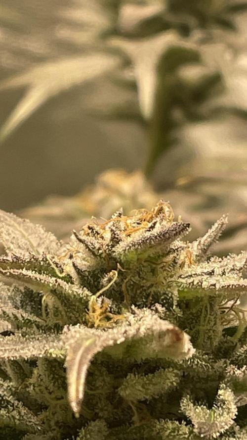 Bruce Banner 3 -Dark Horse-SUPERCROPPED. Week 11