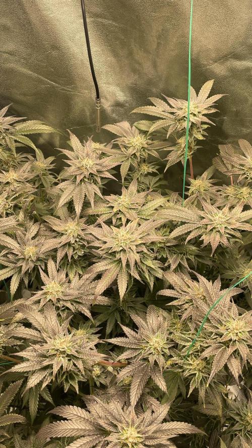 Bruce Banner 3 -Dark Horse-SUPERCROPPED. Week 11