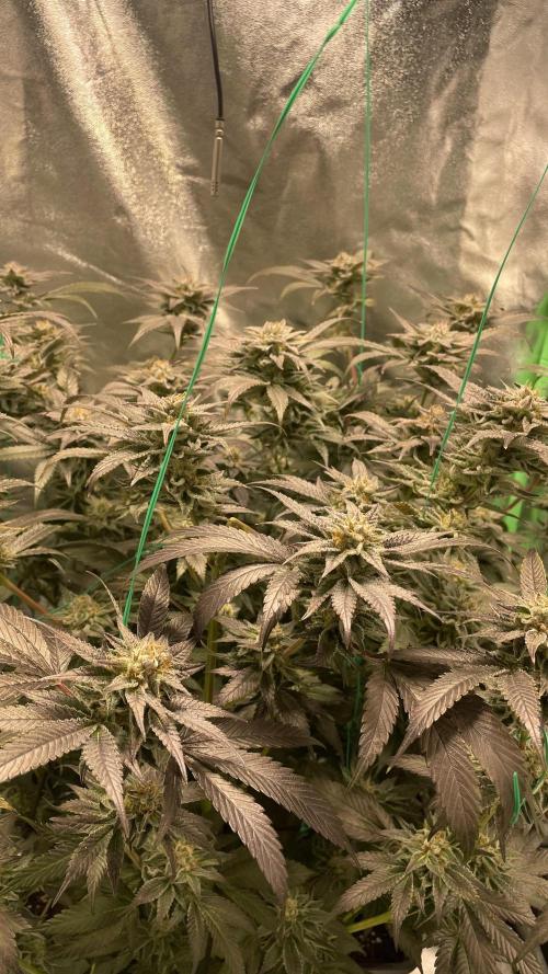 Bruce Banner 3 -Dark Horse-SUPERCROPPED. Week 11