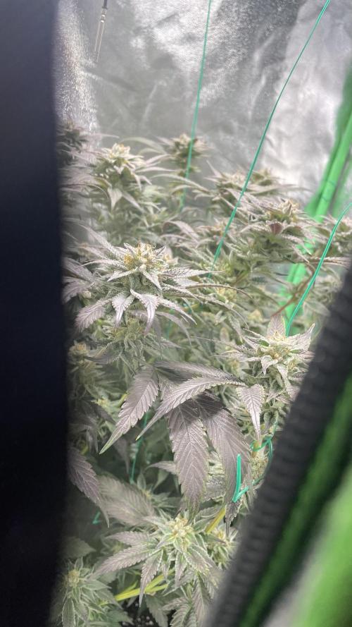 Bruce Banner 3 -Dark Horse-SUPERCROPPED. Week 11