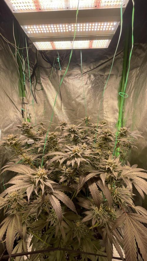 Bruce Banner 3 -Dark Horse-SUPERCROPPED. Week 12