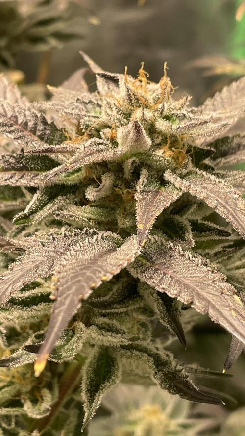 Bruce Banner 3 -Dark Horse-SUPERCROPPED. Week 12 - Upper bud