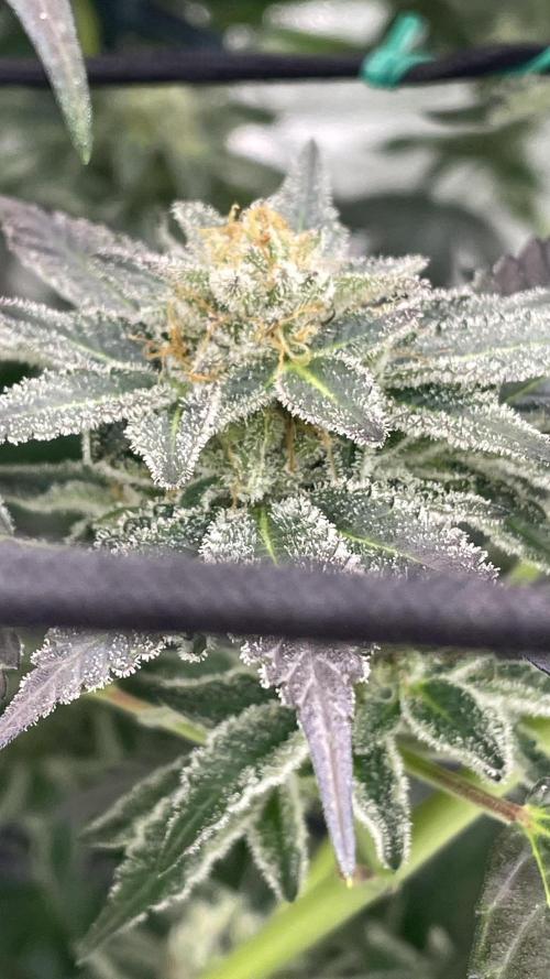 Bruce Banner 3 -Dark Horse-SUPERCROPPED. Week 12 - Bud under the scrog