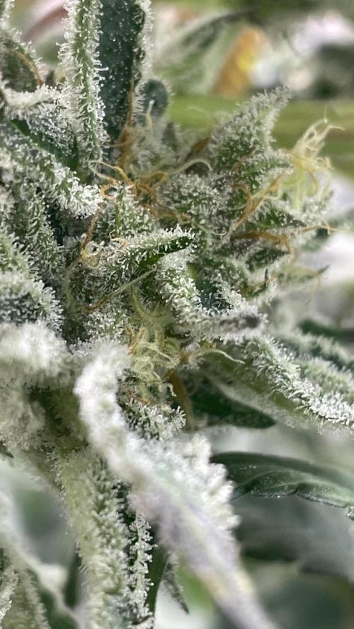 Bruce Banner 3 -Dark Horse-SUPERCROPPED. Week 12