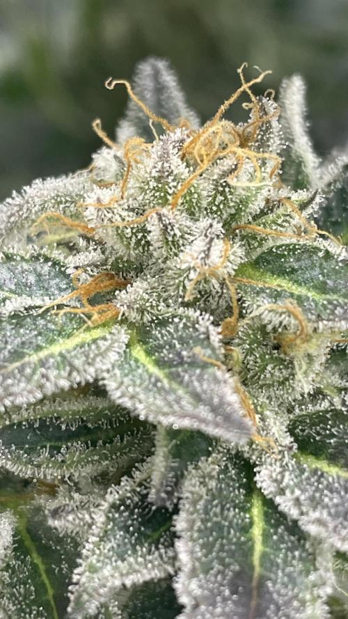 Bruce Banner 3 -Dark Horse-SUPERCROPPED. Week 12