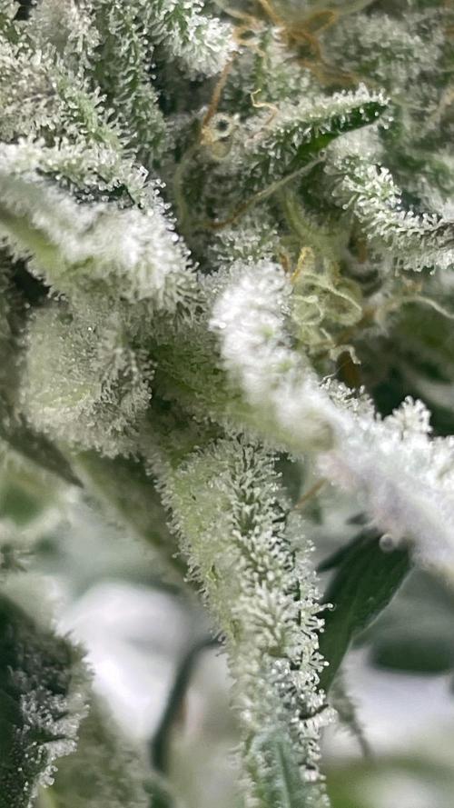 Bruce Banner 3 -Dark Horse-SUPERCROPPED. Week 12