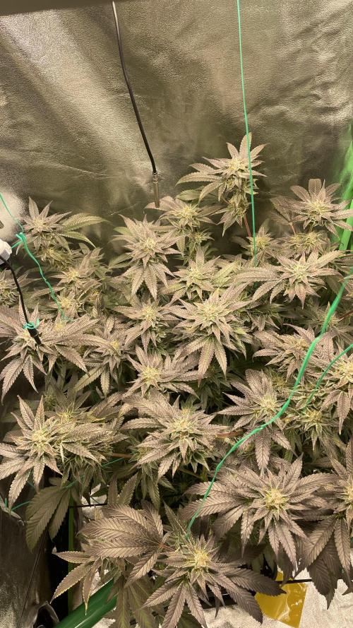 Bruce Banner 3 -Dark Horse-SUPERCROPPED. Week 12