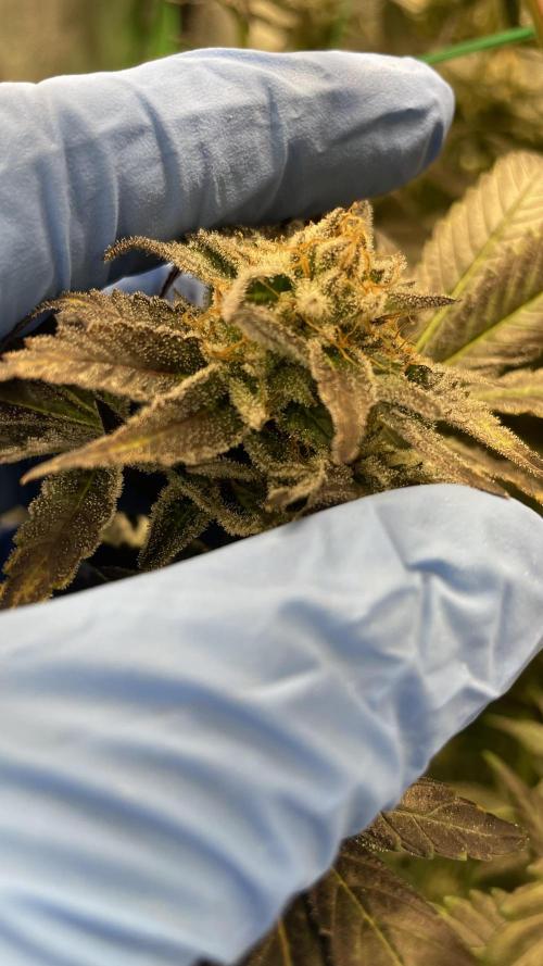 Bruce Banner 3 -Dark Horse-SUPERCROPPED. Week 12