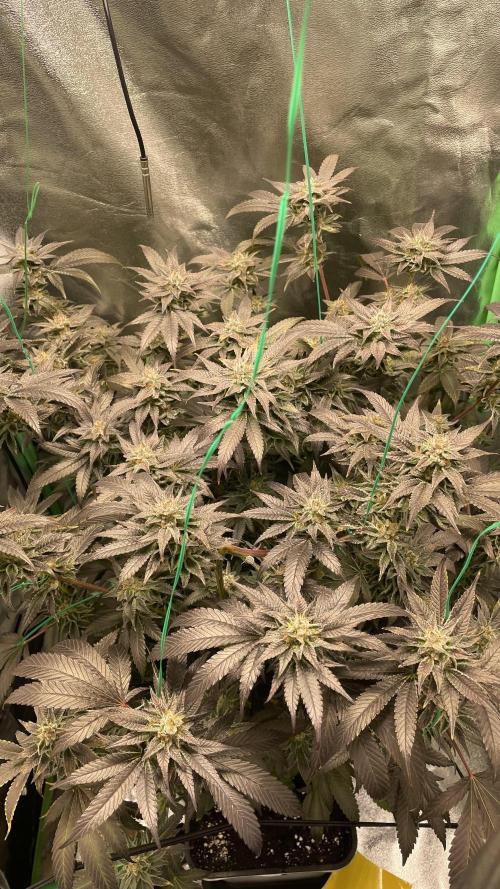 Bruce Banner 3 -Dark Horse-SUPERCROPPED. Week 12