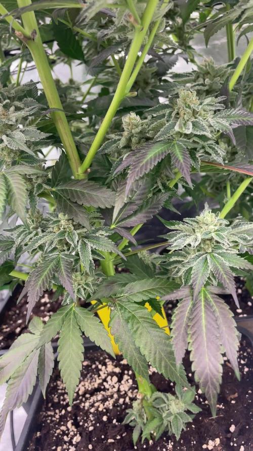 Bruce Banner 3 -Dark Horse-SUPERCROPPED