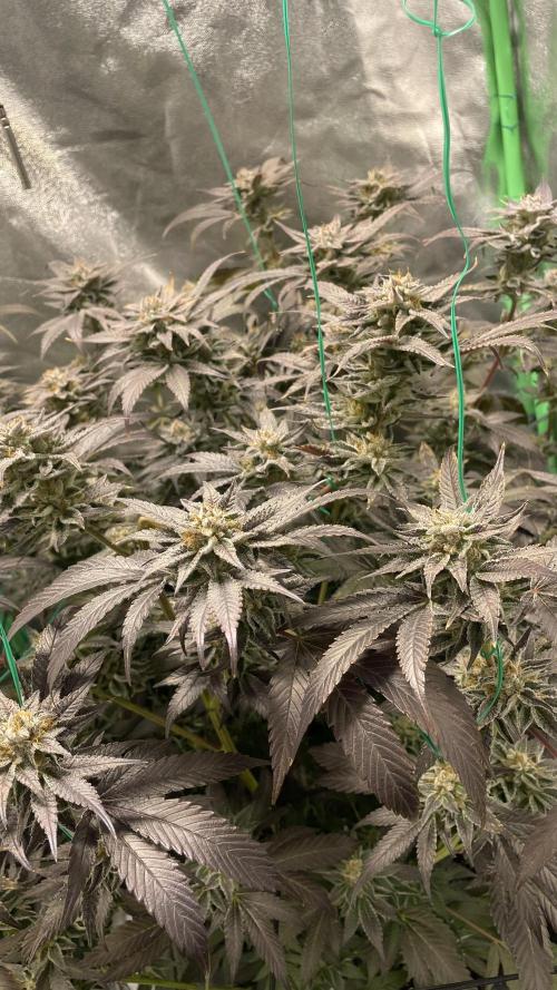 Bruce Banner 3 -Dark Horse-SUPERCROPPED. Week 13