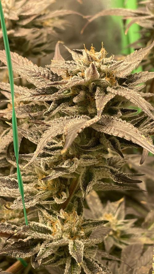 Bruce Banner 3 -Dark Horse-SUPERCROPPED. Week 13