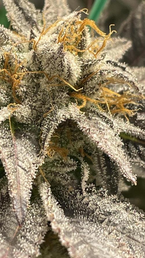 Bruce Banner 3 -Dark Horse-SUPERCROPPED. Week 13