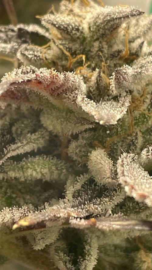 Bruce Banner 3 -Dark Horse-SUPERCROPPED. Week 13