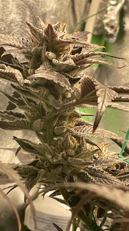 Bruce Banner 3 -Dark Horse-SUPERCROPPED. Week 13